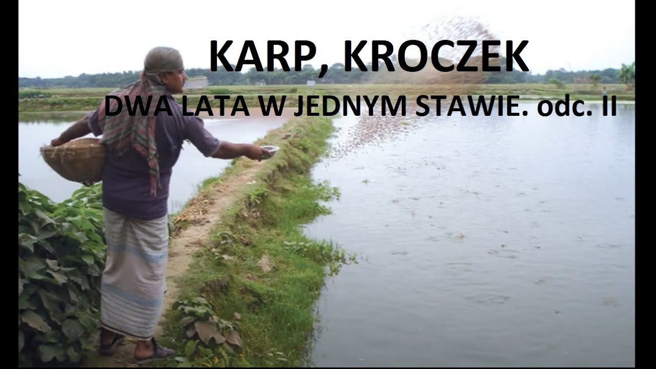 KARP KROCZEK , DWA LATA W JEDNYM STAWIE. odc. II