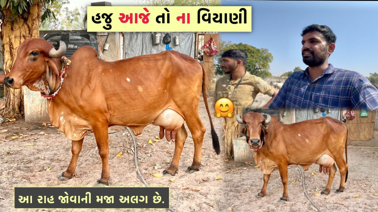 “રૂપેણ” આજે વિયાણી નઈ🙂| ગાયને વિયાવાની રાહ જોવાની મજા ની વાતું અલગ😃