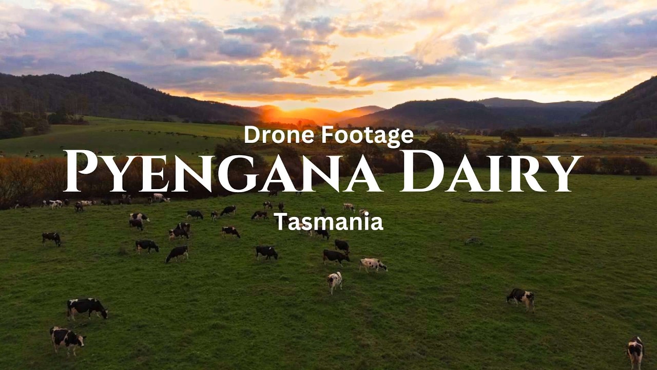 Pyengana Dairy Farm, Tasmania | 4K cinematic Drone video