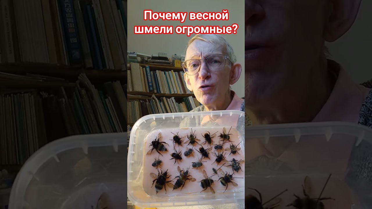 Почему весной шмели огромные, а летом мелкие? Есть ли весной мелкие пушистые шмели?