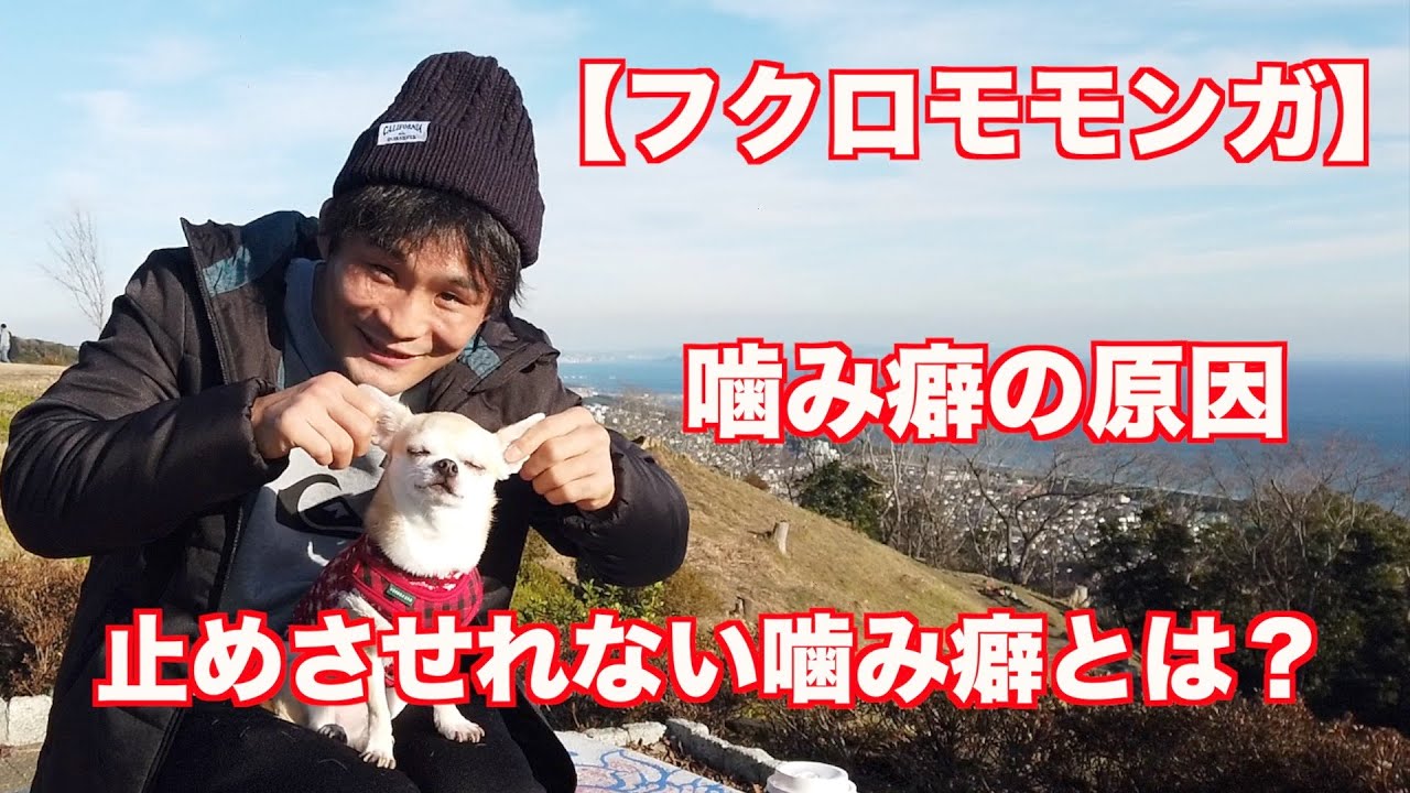 【フクロモモンガ】質問回答・噛み癖をやめない原因とは？
