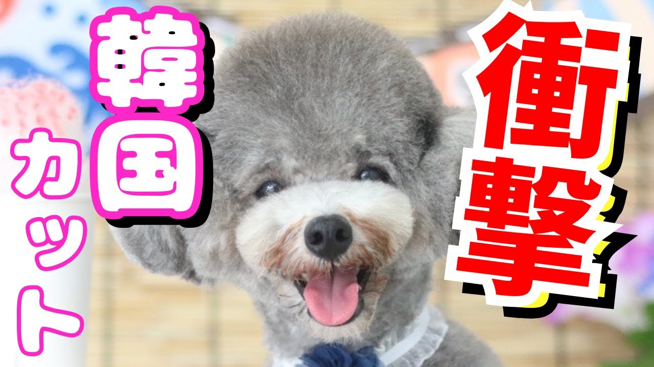 衝撃の最新韓国カット！前耳ぽこカット！？トリミングの日のルーティーン大公開🐶