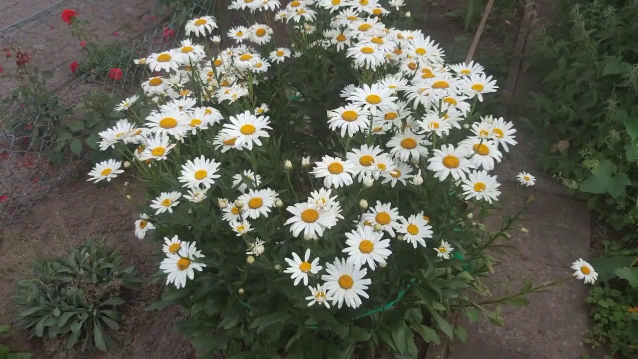 Papatya Yetiştiriciliği Hopi Garden