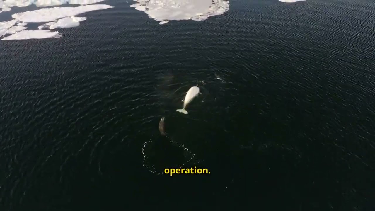 Spy whale Mystery: Hvaldimir Found Dead off. #viralreels #viralvideo