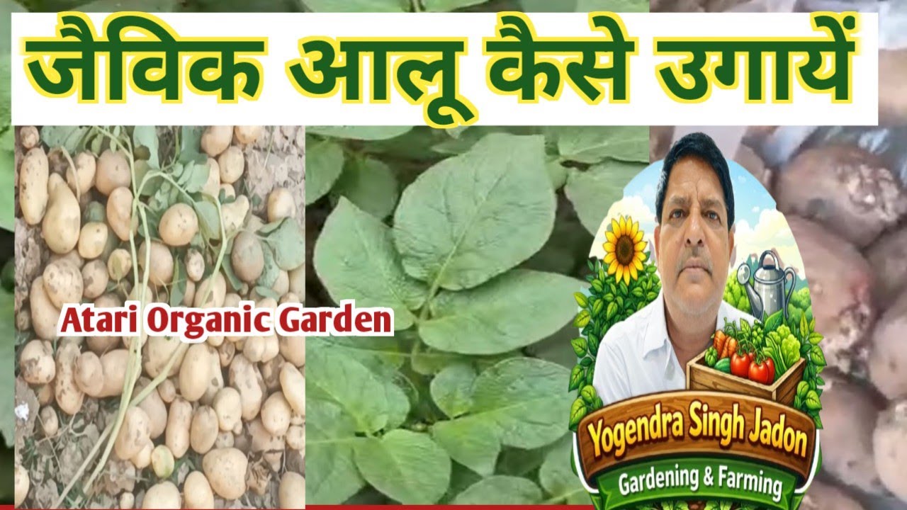 जैविक आलू कैसे उगायें  || How To Grow Organic Potato