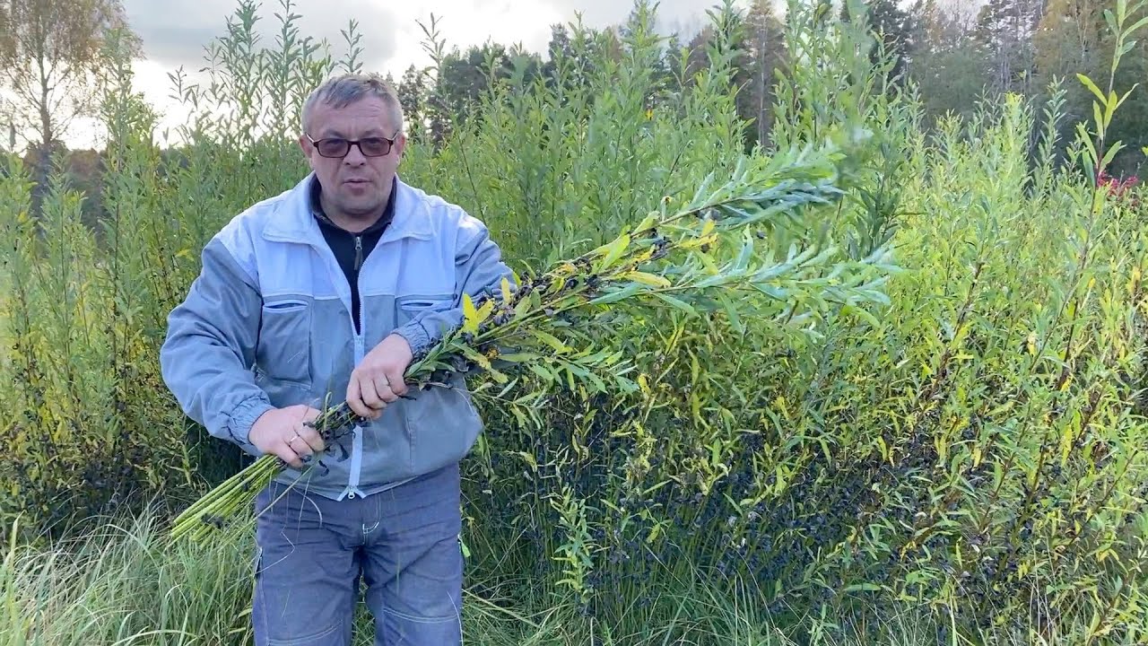 Собираем урожай дикой ивы для лозоплетения