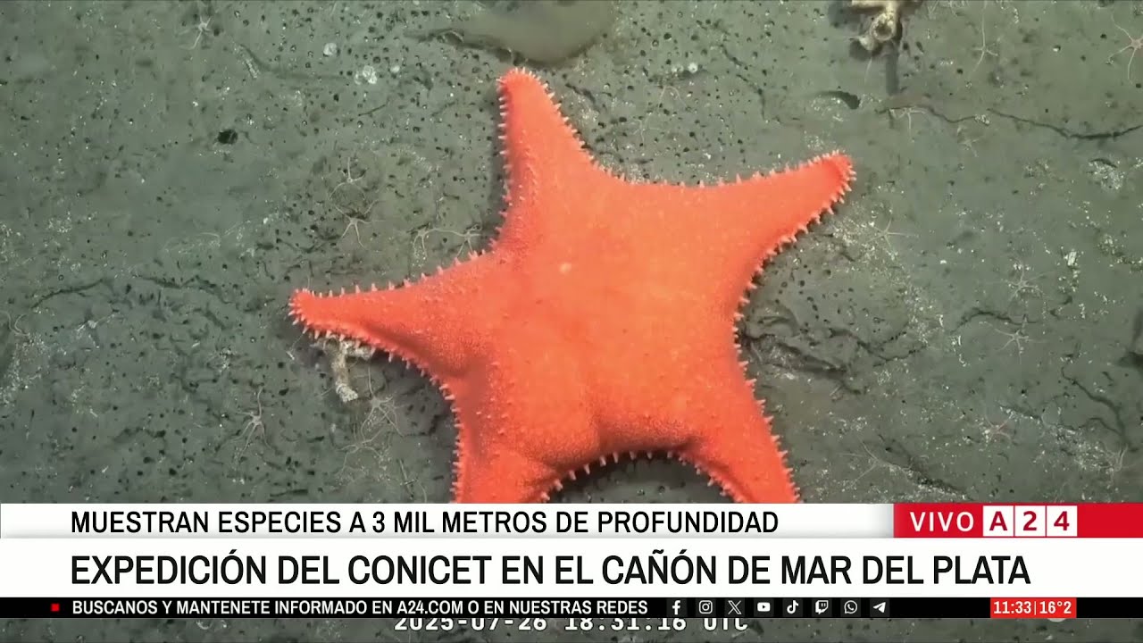 🐟 FUROR POR LA EXPEDICIÓN DEL CONICET EN EL CAÑÓN DE MAR DEL PLATA