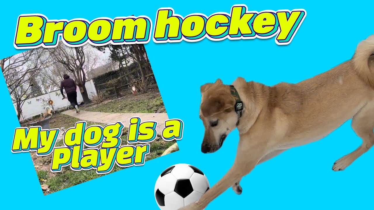 My dog jack is a player broom hockey with Jack #dogplaying #jackthedog #players #dog #labrador