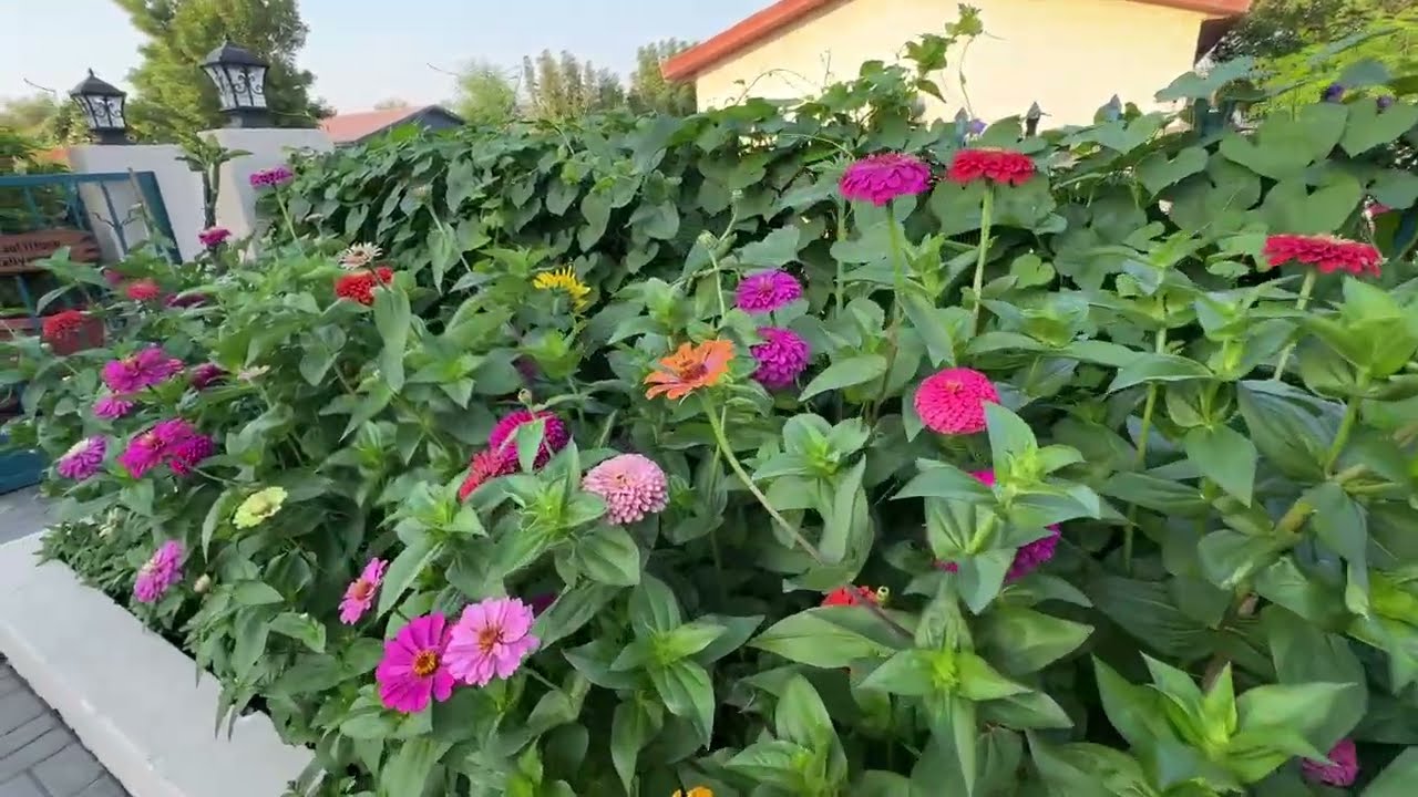 Our garden in Doha at Al Rawda compound Villa No.1 November 11 2025