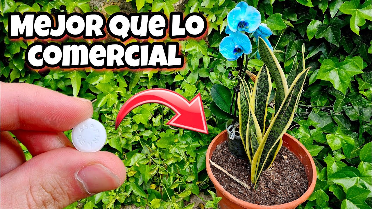 ENTIERRA esto en Tus PLANTAS y MIRA que pasa INMEDIATAMENTE! Aspirina para Huerto urbano y Jardín