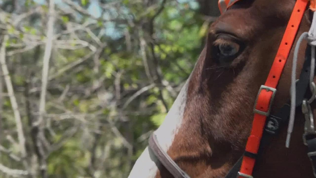 Horses using their noses, training to track the scent of missing people