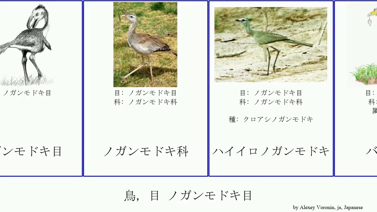 鳥, 目 ノガンモドキ目 bird バトルニス ストリゴギプス ブロントルニス ネオカタルテス メセンブリオルニス ティタニス Cariamiformes ララワビス ケレンケン パラフィソルニス