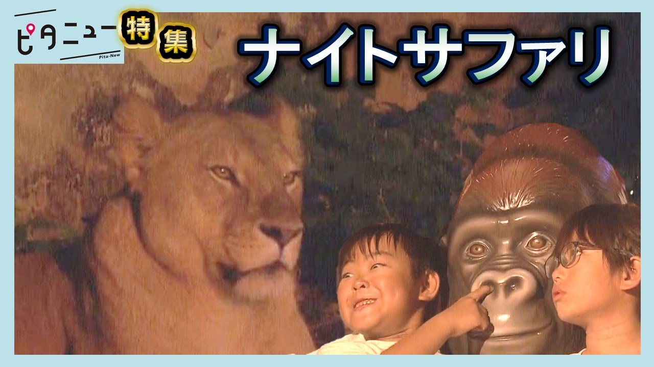【人気】残暑避けて…夜の動物園「ナイトサファリ」｜ピタニュー特集