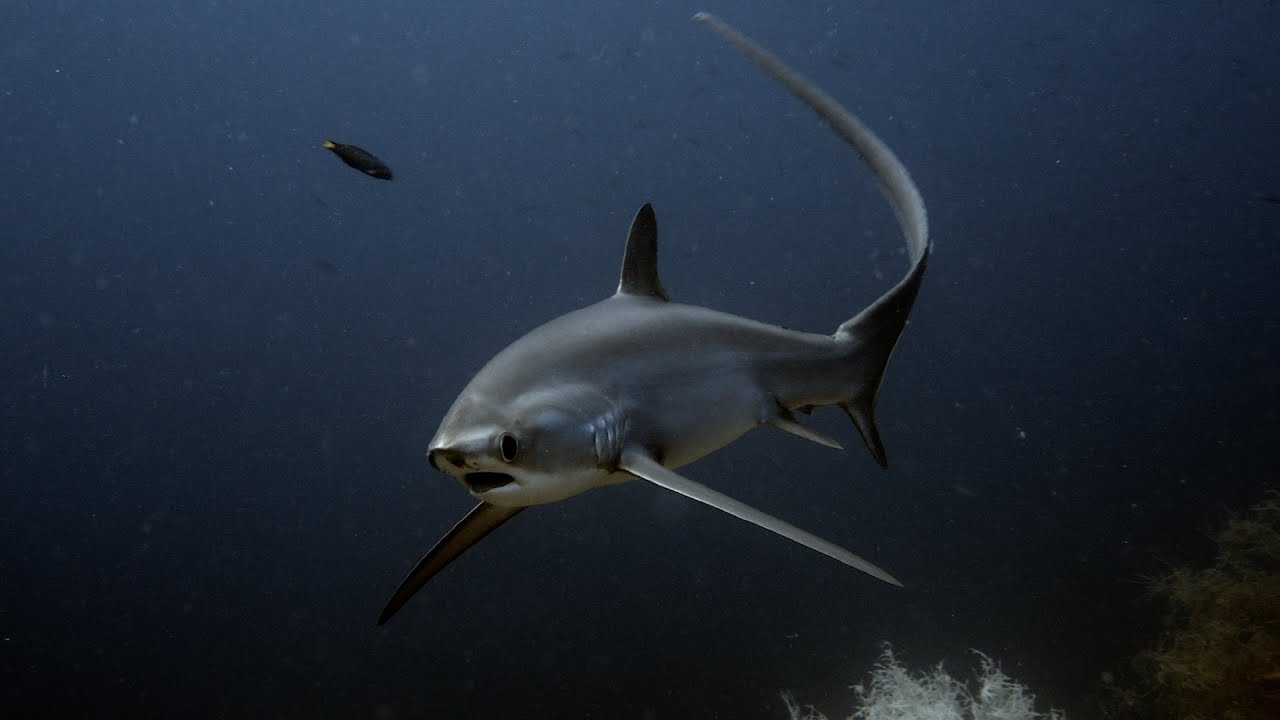 Diving Malapascua, March 2025