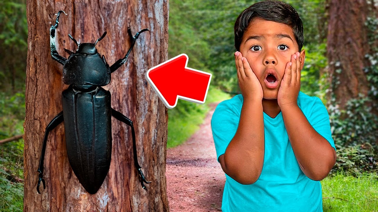 Zakyius Goes Hunting For BUGS In His Backyard!