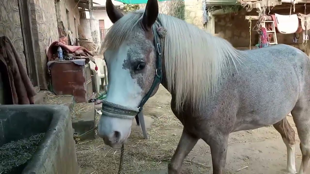 towerwalastudfarm -13 सिंधी  घोड़ा ओर घोड़ी - 10 Sindhi horse for sell Nasvadi-Gujarat Akshay Rathva