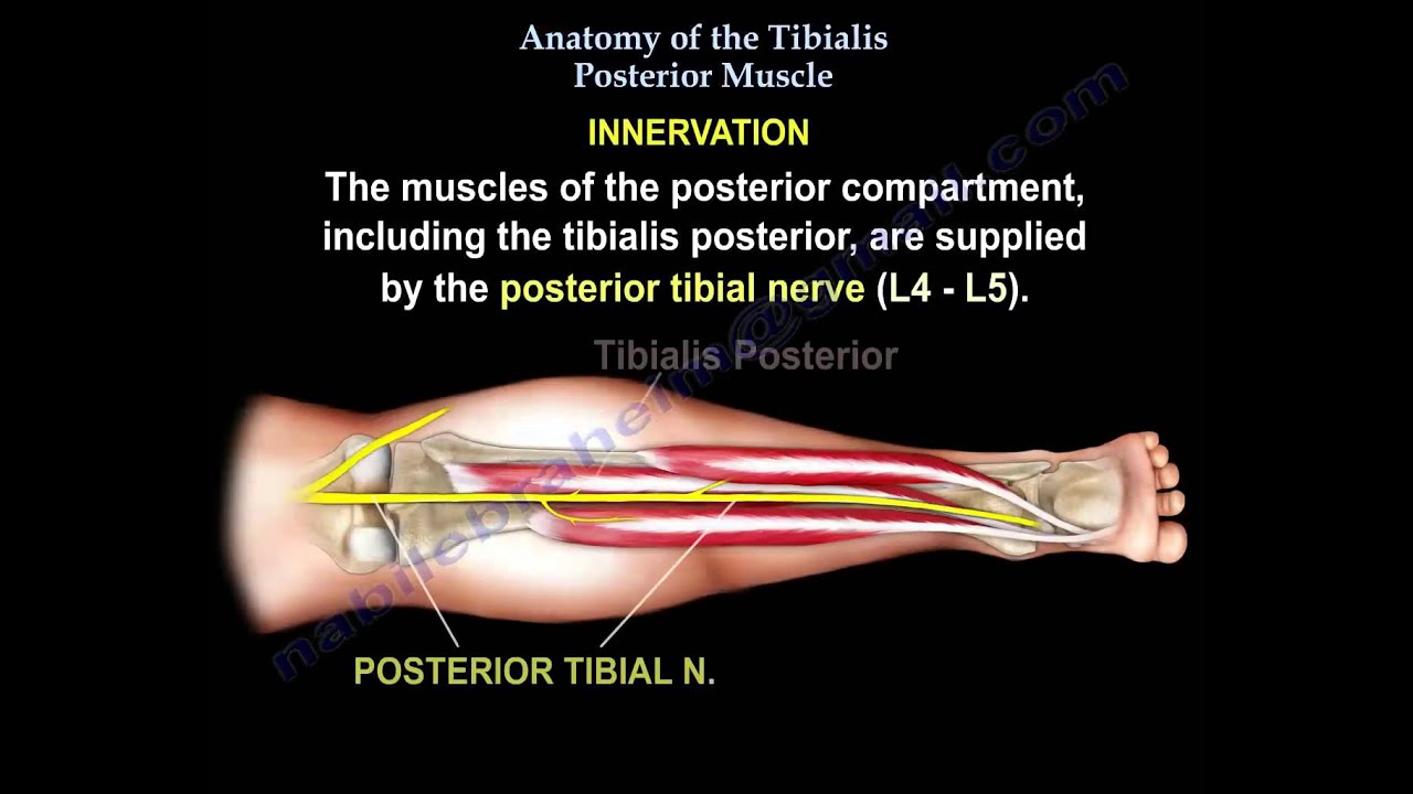 Anatomy Of The Tibialis Posterior Muscle - Everything You Need To Know - Dr. Nabil Ebraheim