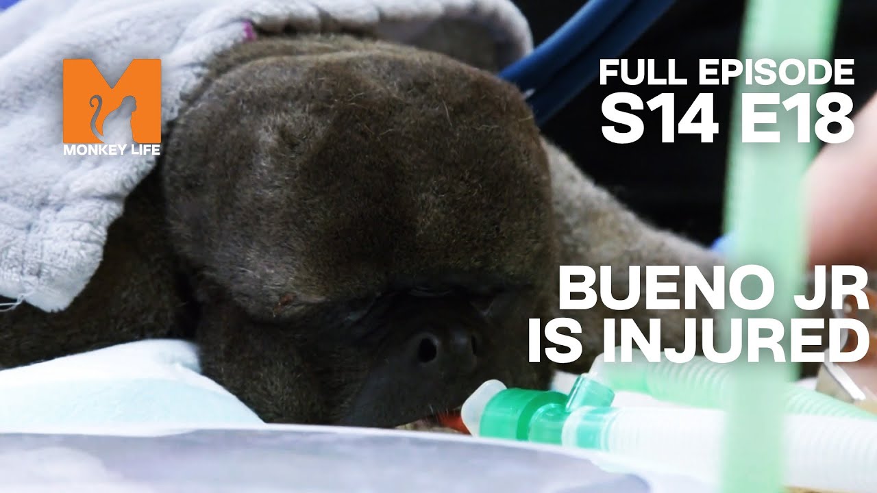 Woolly Monkey Bueno Needs The Vet | Season 14 Episode 18 | Full Episode | Monkey Life