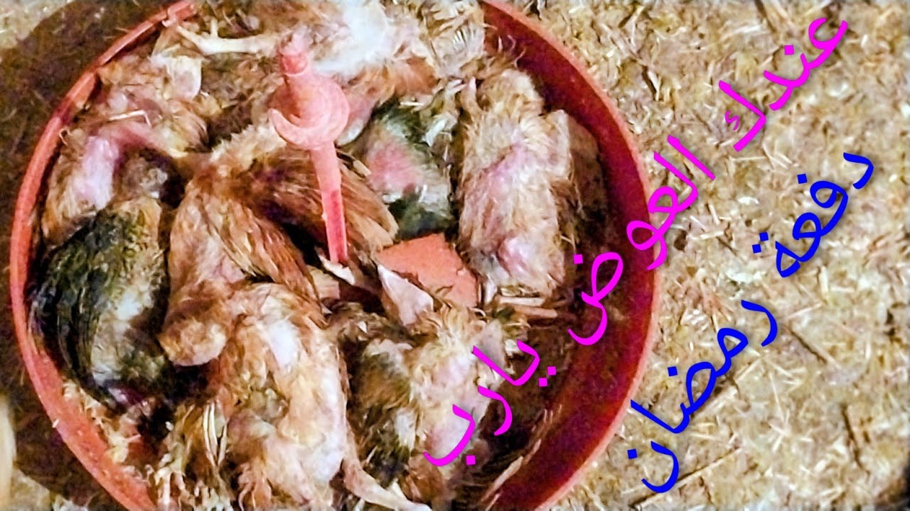 حسبنا الله ونعم الوكيل في النفوس المريضة راحت دفعة رمضان 