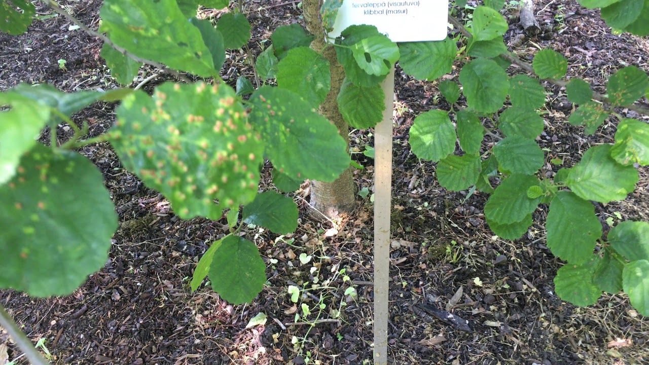 Alnus glutinosa, European Alder, Aliso Com&uacute;n