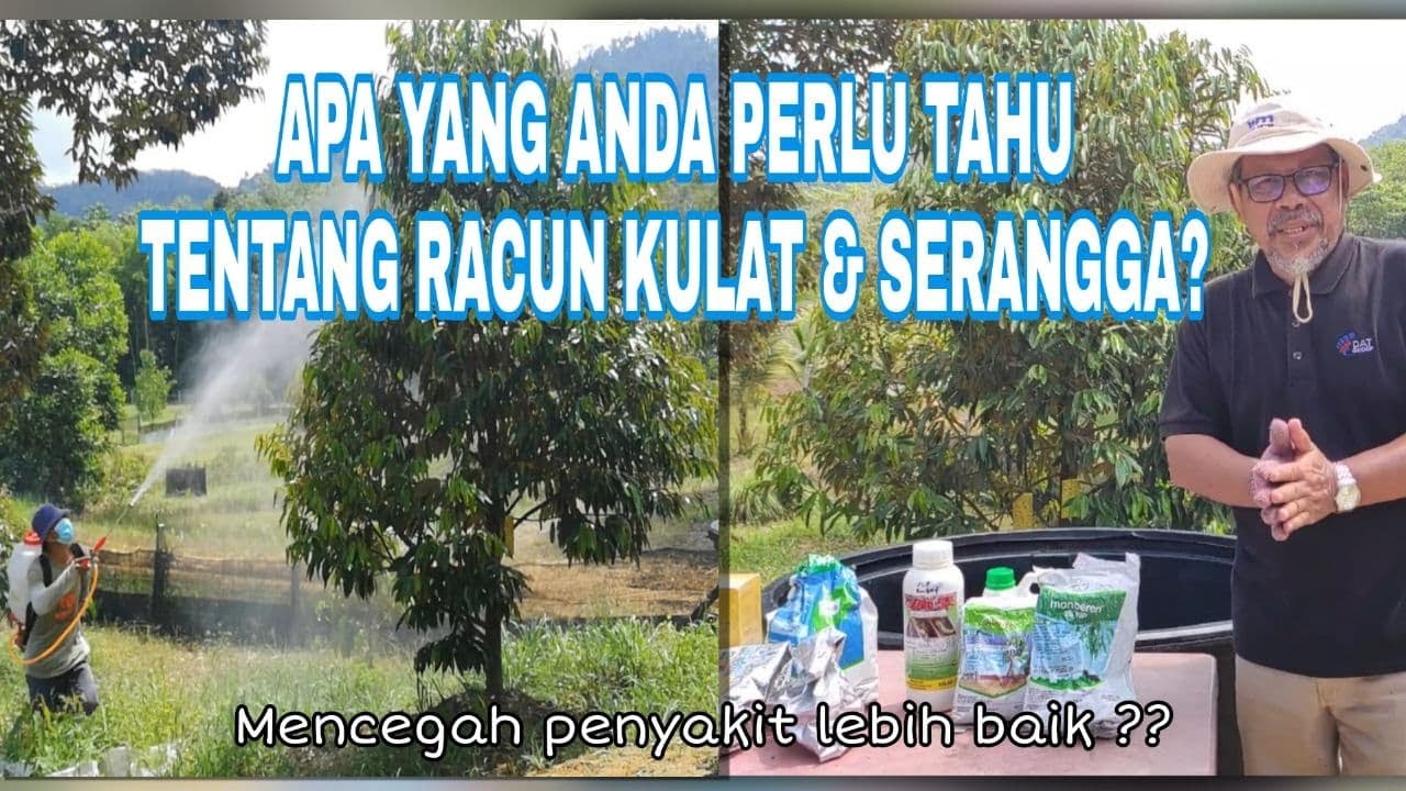 #3 Racun Kulat & Racun Serangga bagi Pokok Durian |
