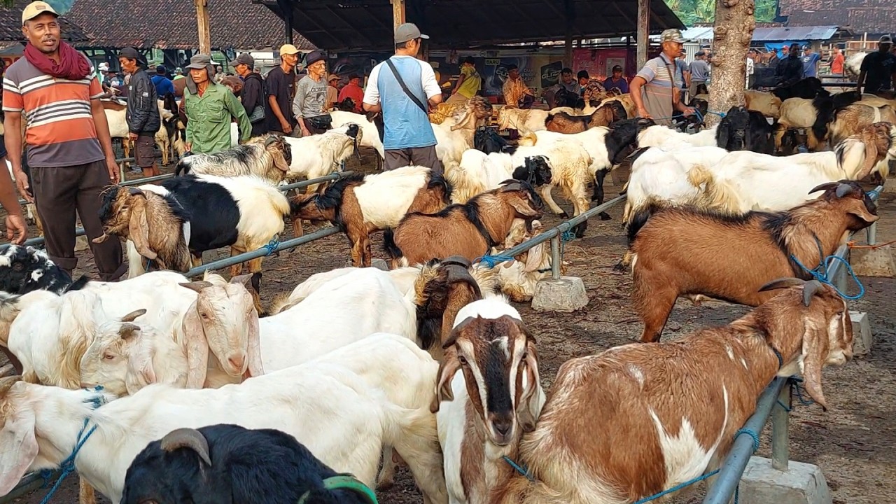 JELANG IDUL ADHA BANJIR KAMBING QURBAN SUPER‼️ Pasar Kambing Purwantoro