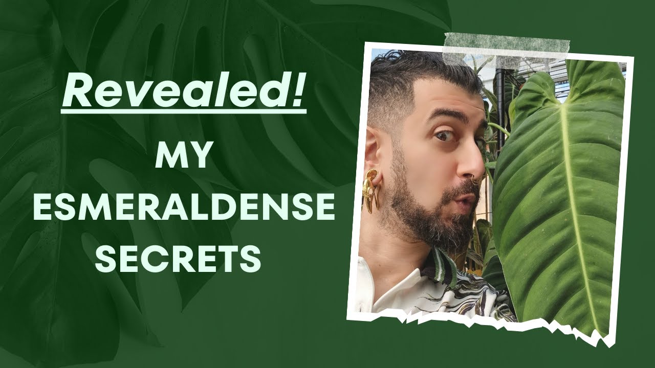 Philodendron esmeraldense 3-Year Review: Regrets, Successes & Surprises 🌿🎁 Top Care Tips