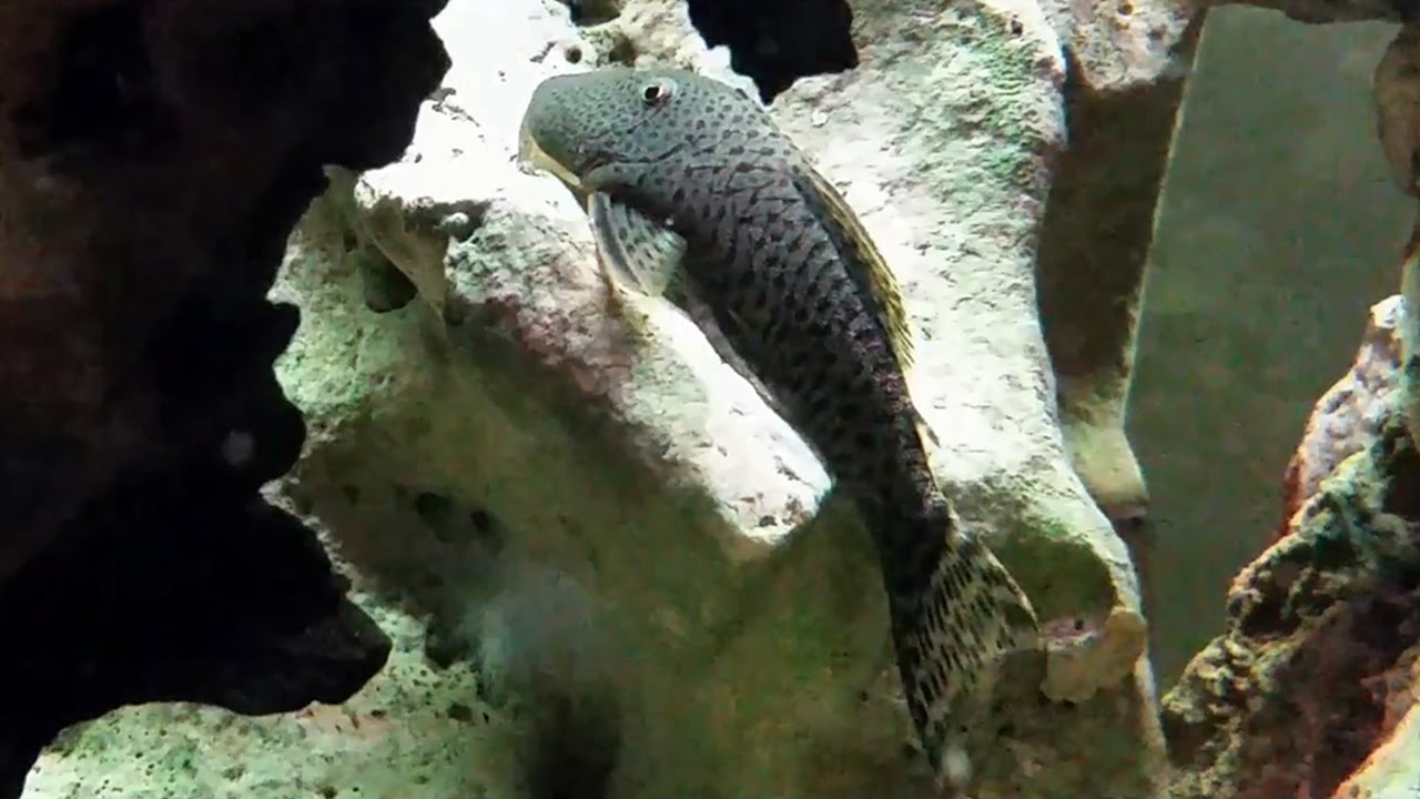 El pleco bulldog de puntos L445 (Chaetostoma joropo) Ficha Técnica
