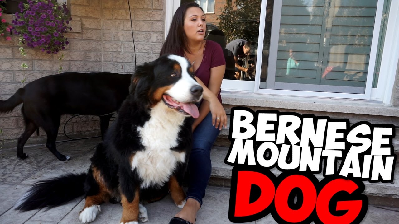BERNESE MOUNTAIN DOG AND A LAB PUPPY!