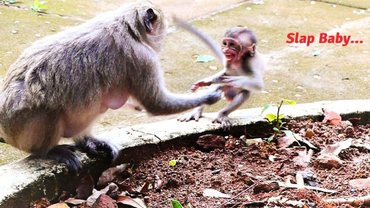Baby Monkey Mila Just Sits And Don't Disturb Mother, Malika Slaps With Strong Hand Almost Blow Out