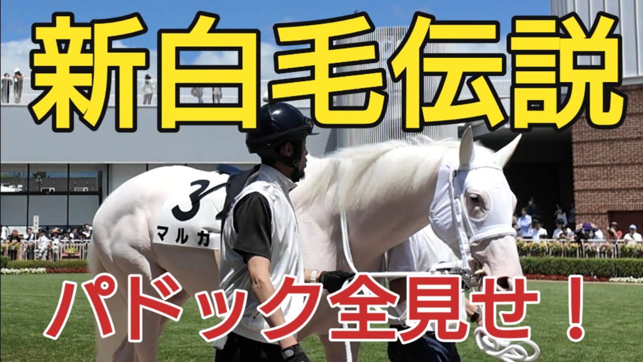 【新白毛伝説 マルガ】武豊騎手とマルガのパドック全見せ 函館競馬場で新白毛伝説誕生か？