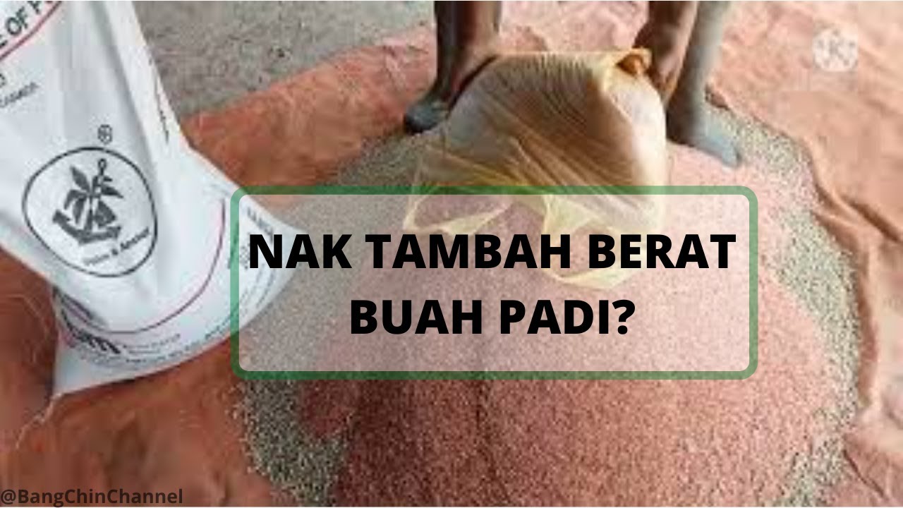 Sembang Bang Chin |Baja Untuk Menambah Isi Buah Padi|