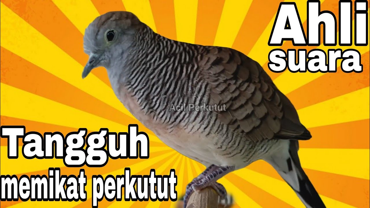 SANG AHLI PIKAT PERKUTUT LOKAL GACOR SEKALI BUNYI AUTO NYAUT CEPAT