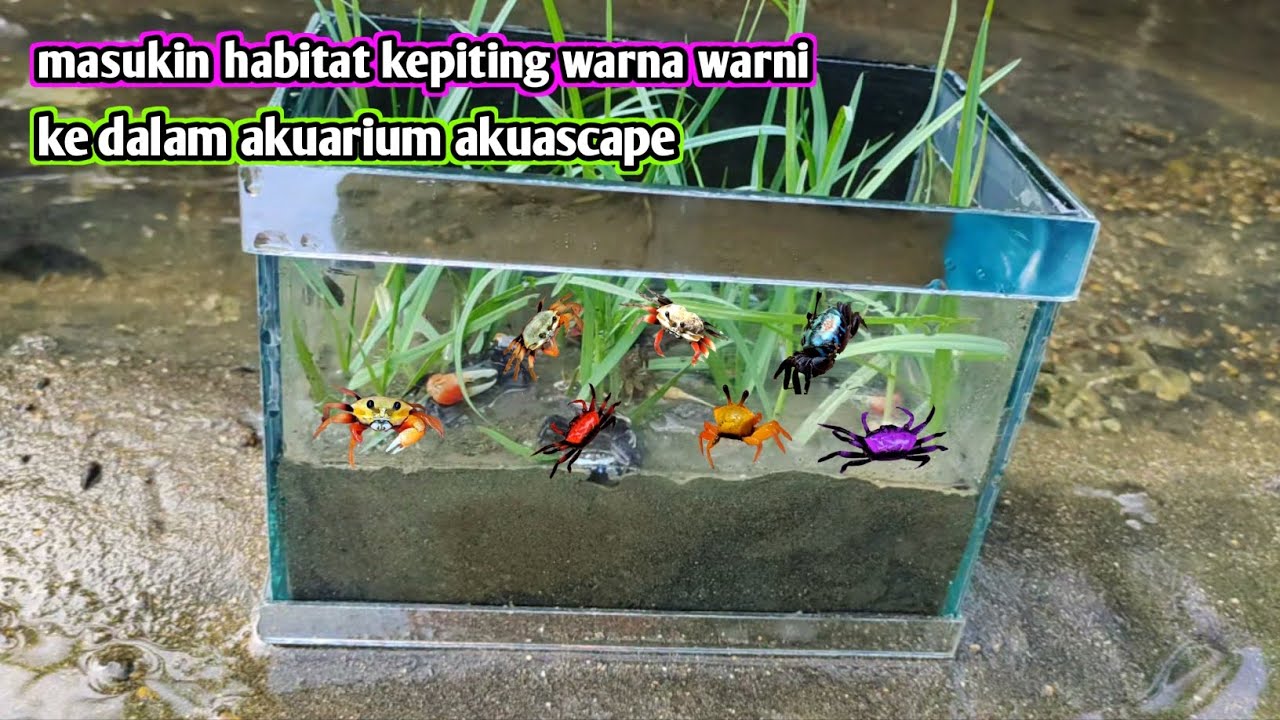 Cari kepiting warna warni lalu masukin akuascape kepiting