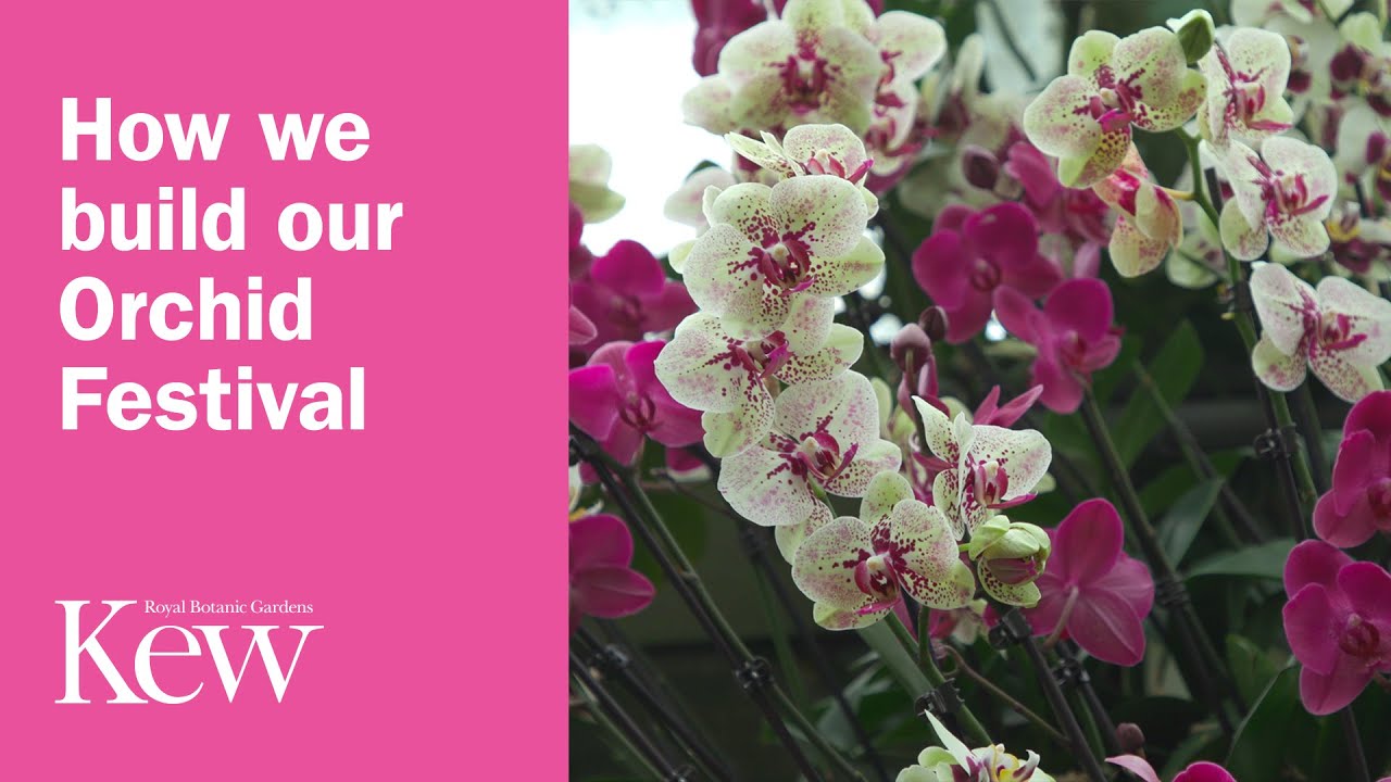 How we build our Orchid Festival