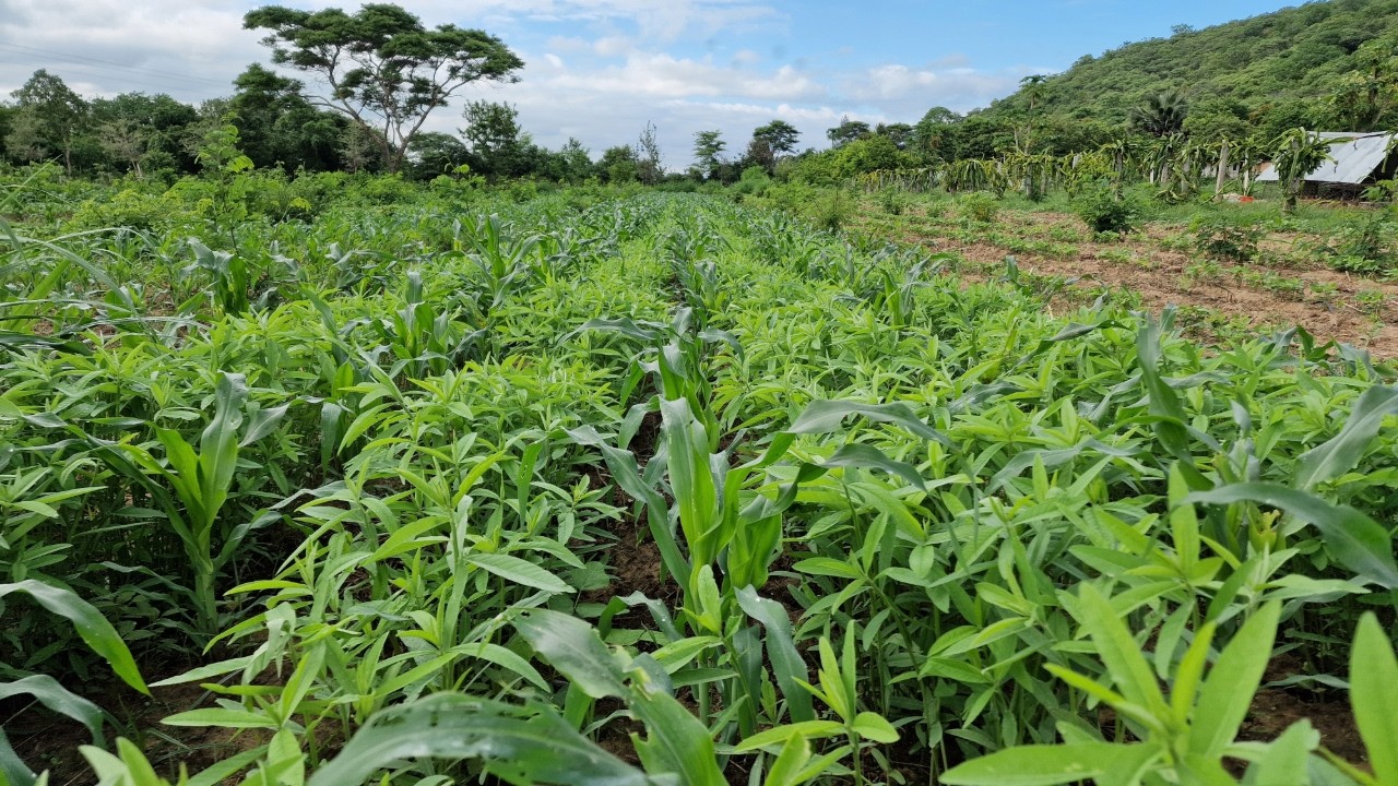 Sunnhemp Green Manure Intercropping for Maize - Narrow Rows Option (Zambia 2026)