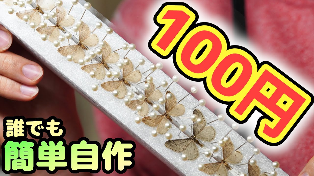 100円で道具を自作してフユシャクの標本を作ります【展翅板】【昆虫標本】