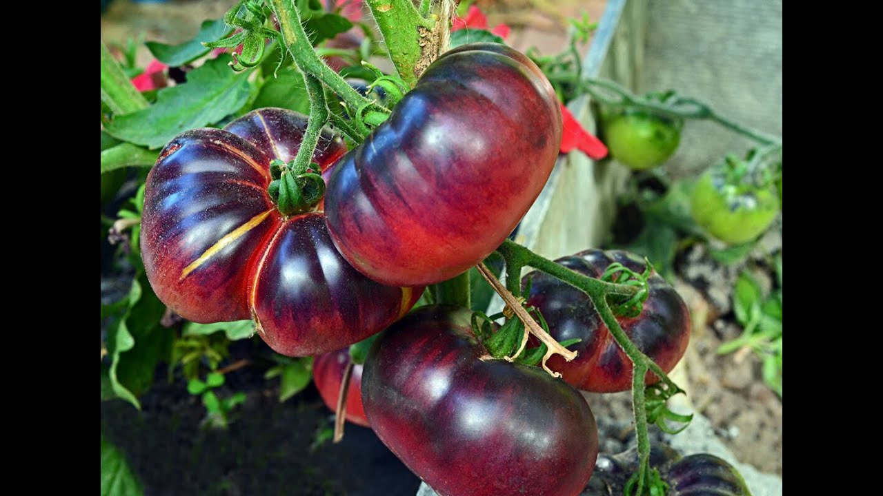 Мои шоколадные томаты Семена на лето 2022