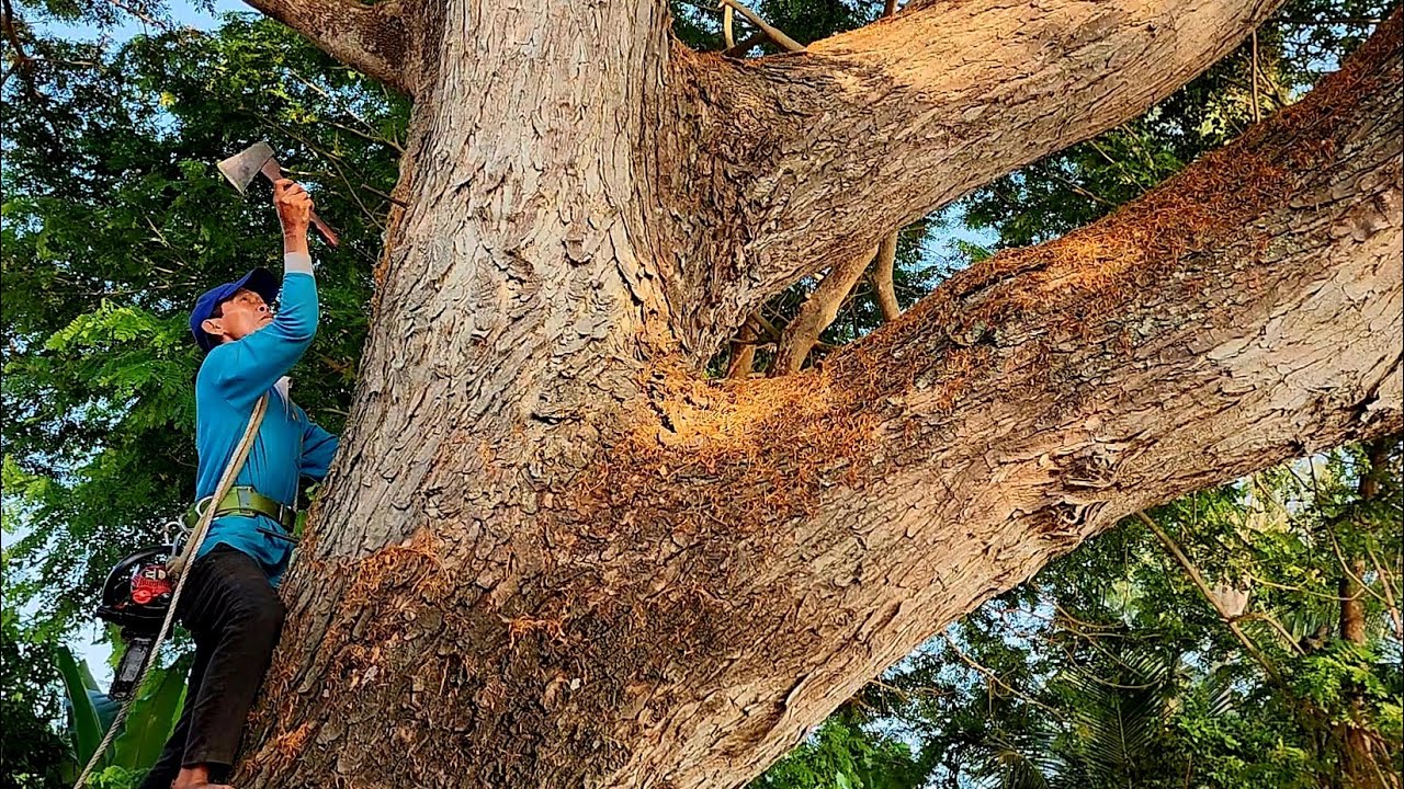 Cưa cây Còng siêu khổng lồ ở Sông Hậu / Sawing a super giant Cuff tree in Hau River | 1/3 | T583