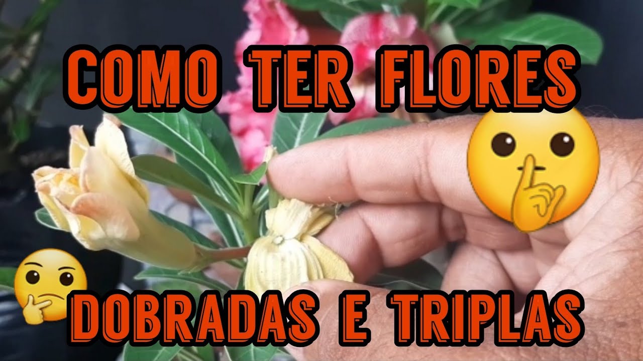 Rosa do deserto como surgem as flores dobradas e triplas
