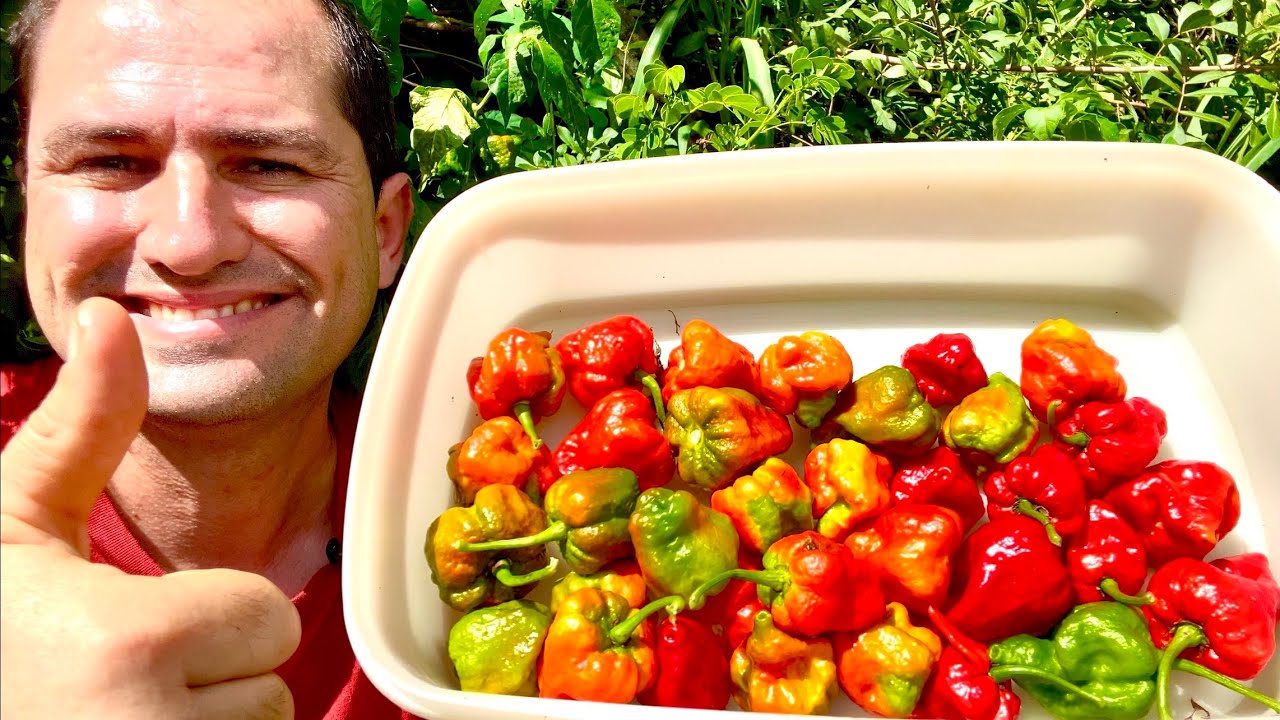 PIMENTA CAROLINA REAPER - A PIMENTA MAIS ARDIDA DO MUNDO - CUIDADO COM ELA