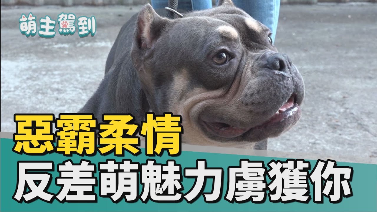 萌主駕到│惡霸柔情