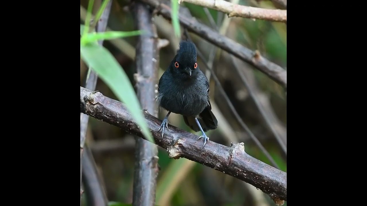 Myrmoborus melanurus Black tailed Antbird