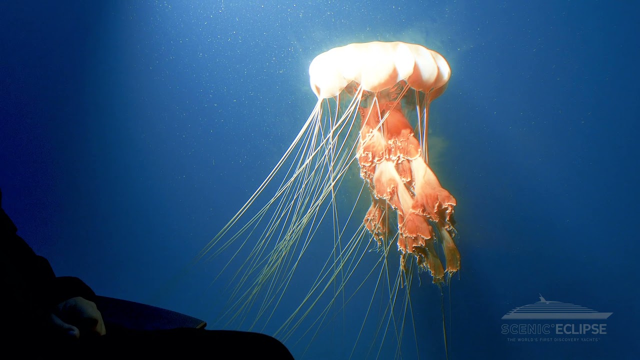 Dive below the ocean on board Scenic Eclipse’s submarine | Scenic Luxury Cruises & Tours