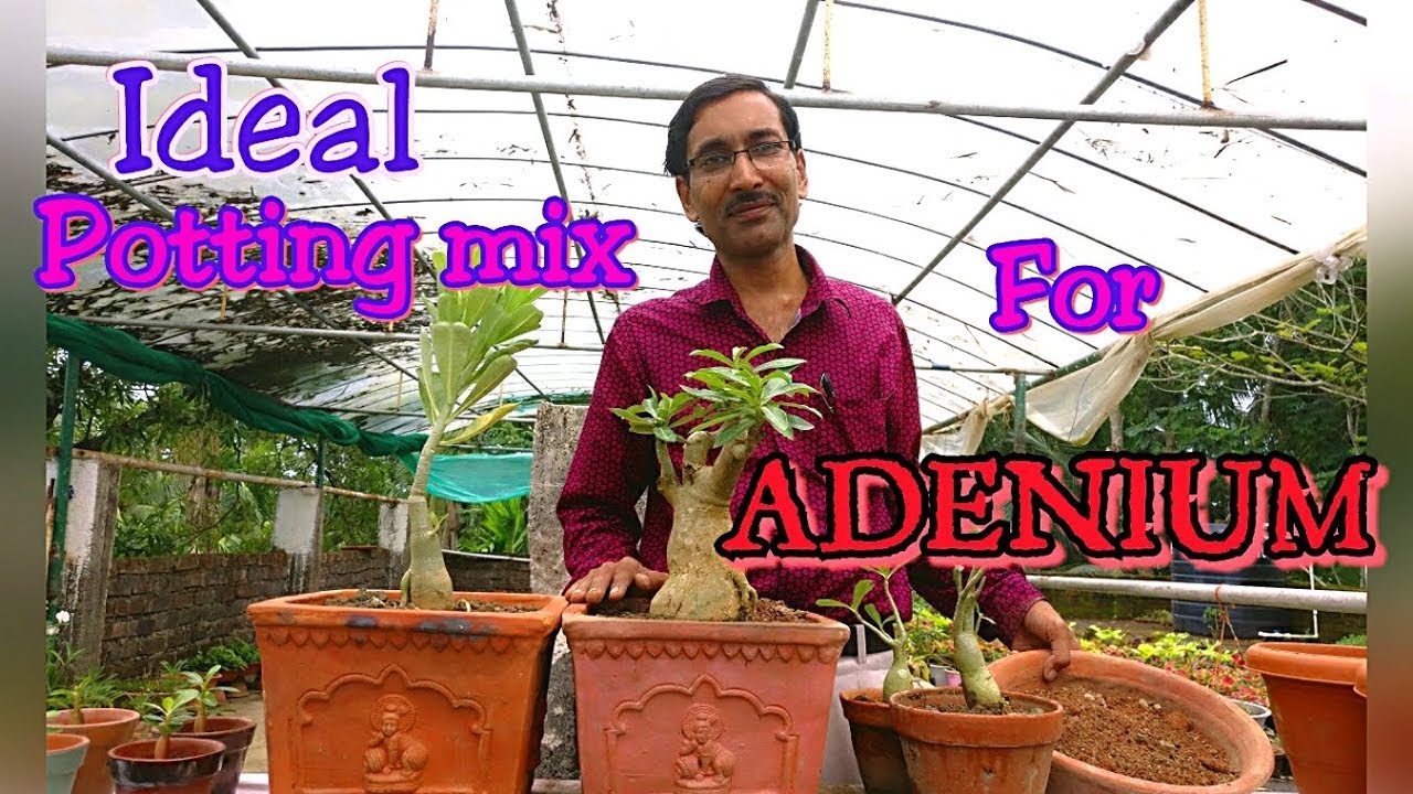 How to Make ideal Potting mix for adult Adenium.