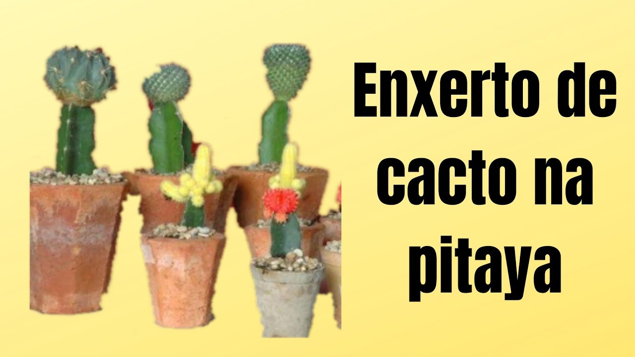 Fa&ccedil;a seu enxerto de Cactos em casa 🏡