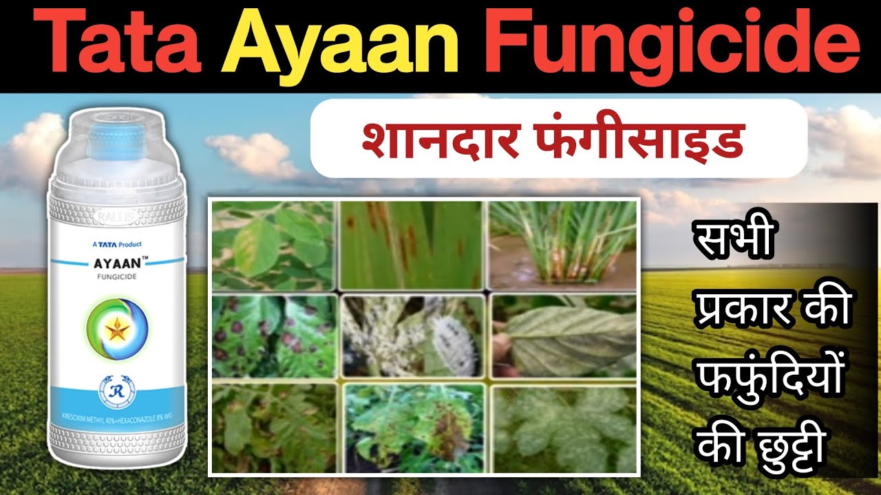 Tata ayaan fungicide kresoxim-methyl 40% + Hexaconazole 8% w.g. | पूरी जानकारी हिंदी में |
