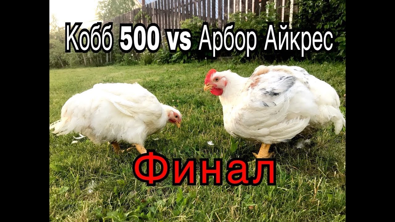 Кобб500 против Арбор Айкрес. 50 дней.Финал