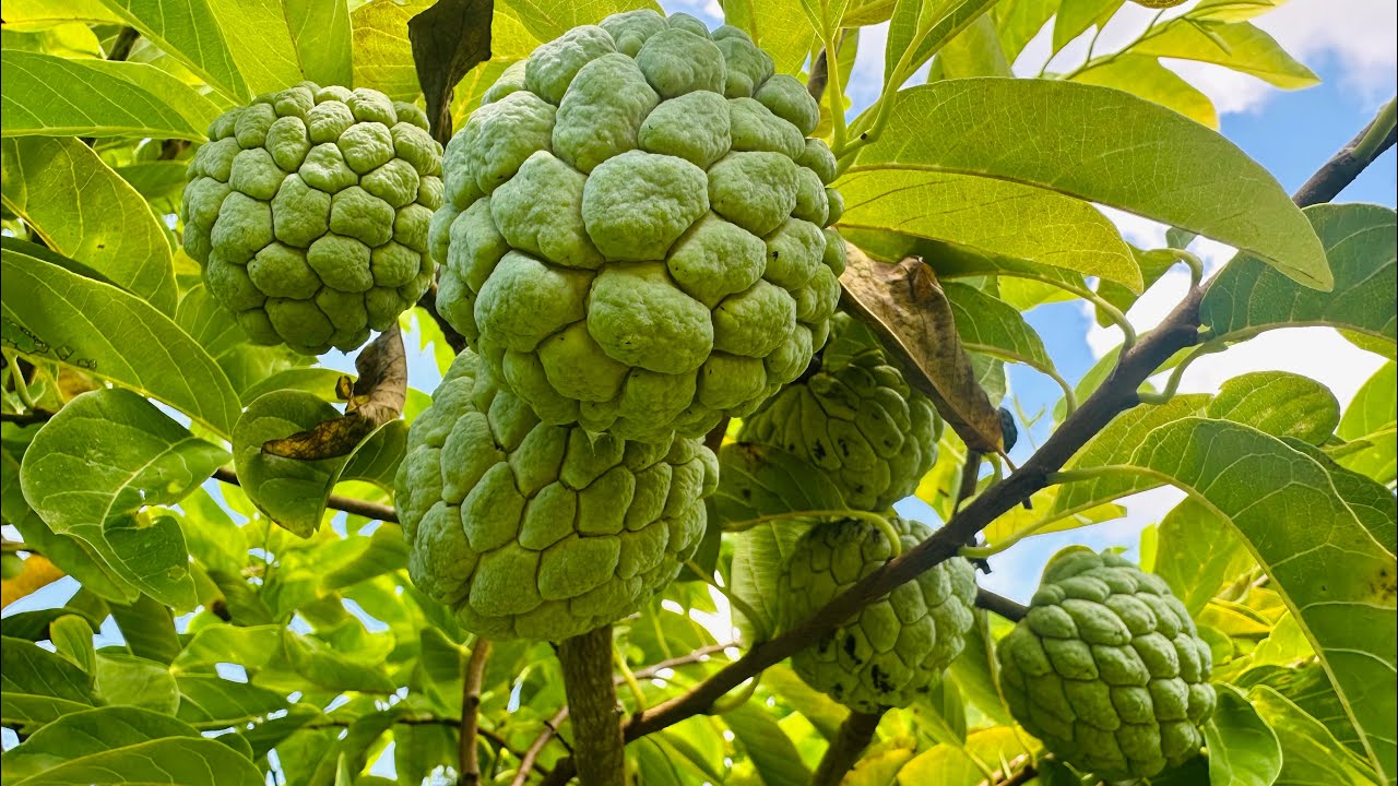 Mùa mãng cầu na 🥰🥰🥰