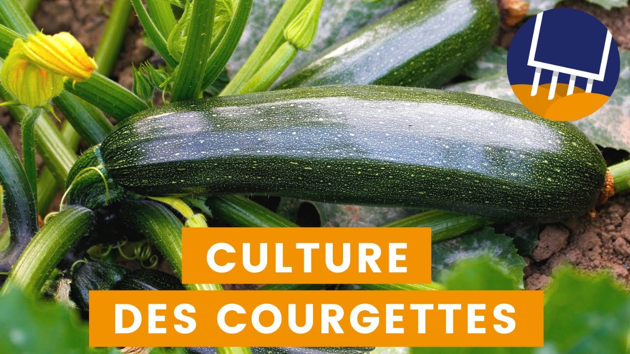 Cultivez des courgettes facilement (étape par étape)